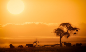Amboseli National Park