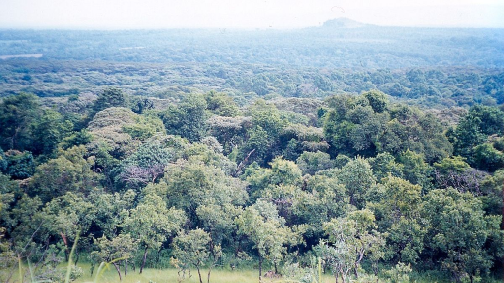 Kakamega Forest