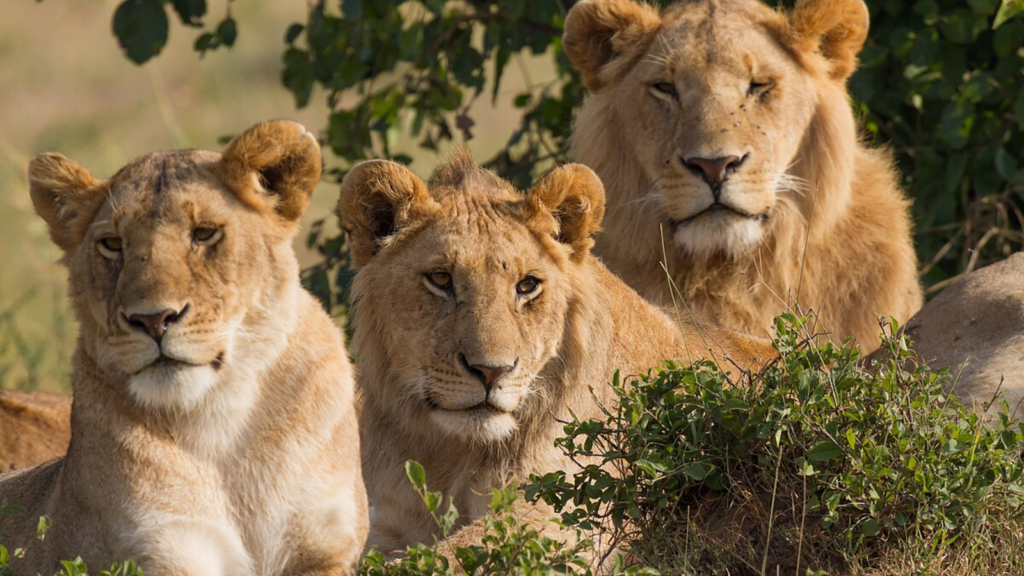 Lions at Maasai Mara