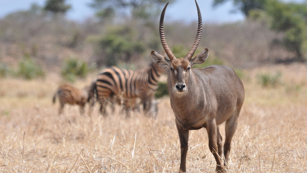 Meru National Park