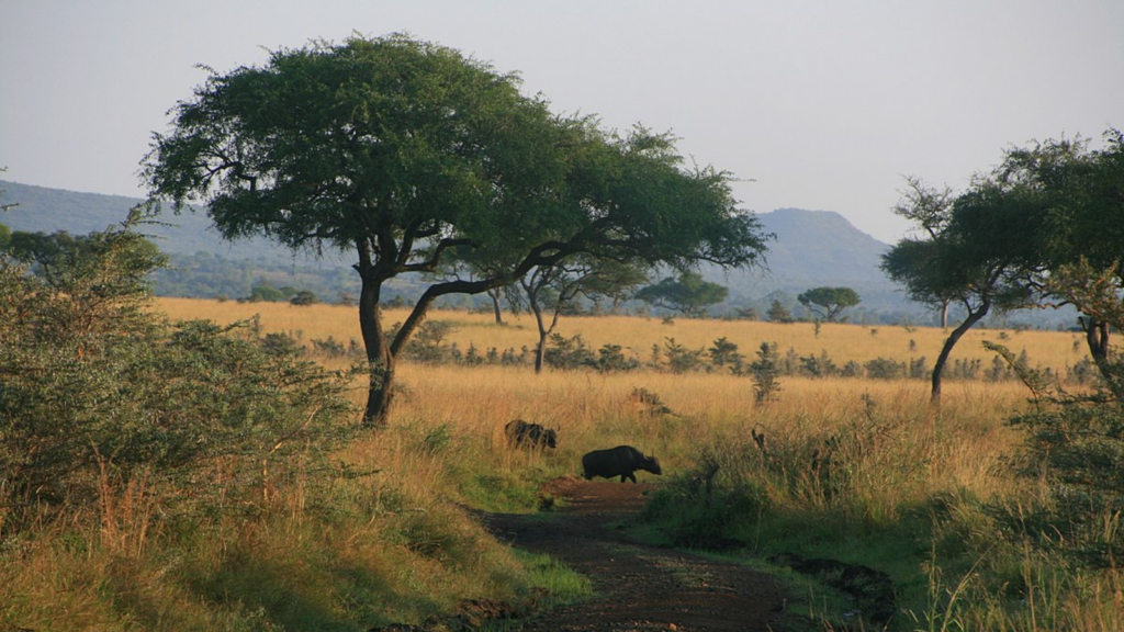 Ruma National Park