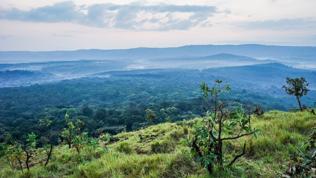 Saiwa Swamp National Park