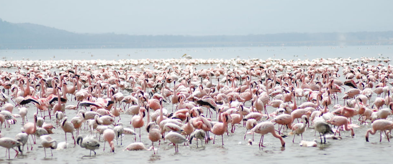 Lake Nakuru