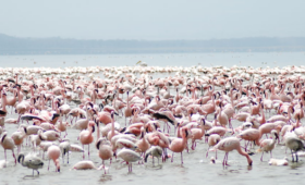 Lake Nakuru
