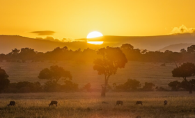 Maasai Mara Feature Image